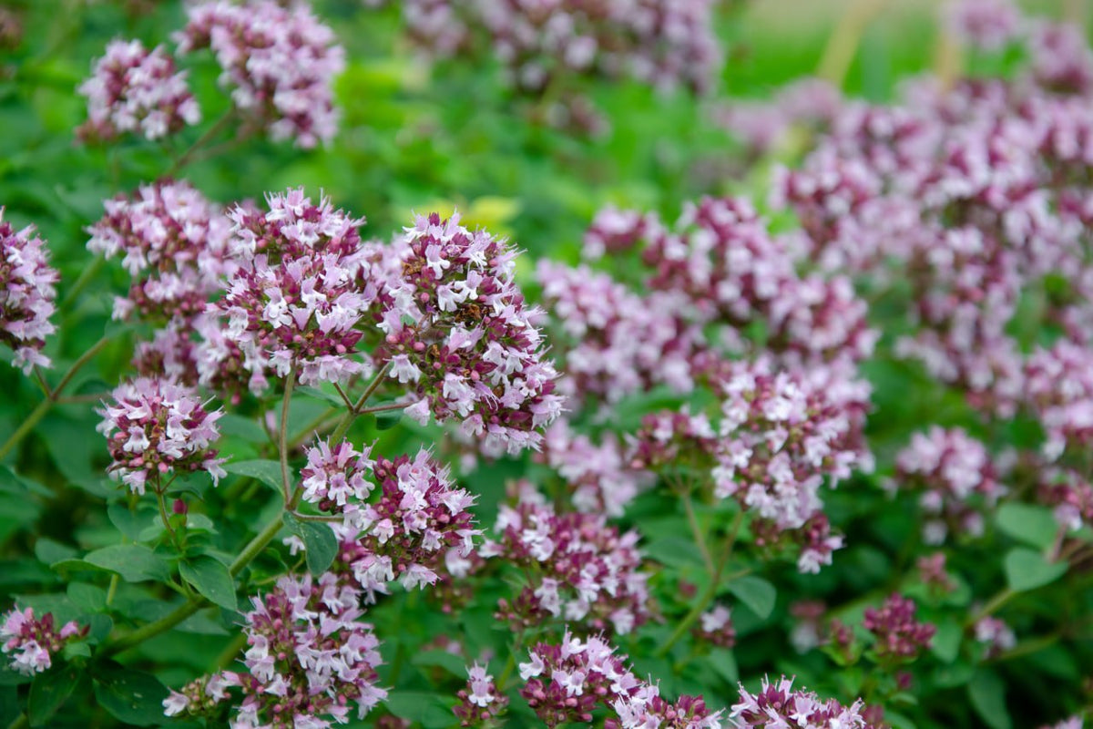 Oregano 'Origanum Vulgare'- 6 x Plug Plants