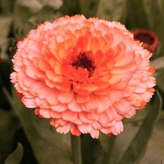 Calendula Pot Marigold 'Pink Surprise' 6 x Plug Plants
