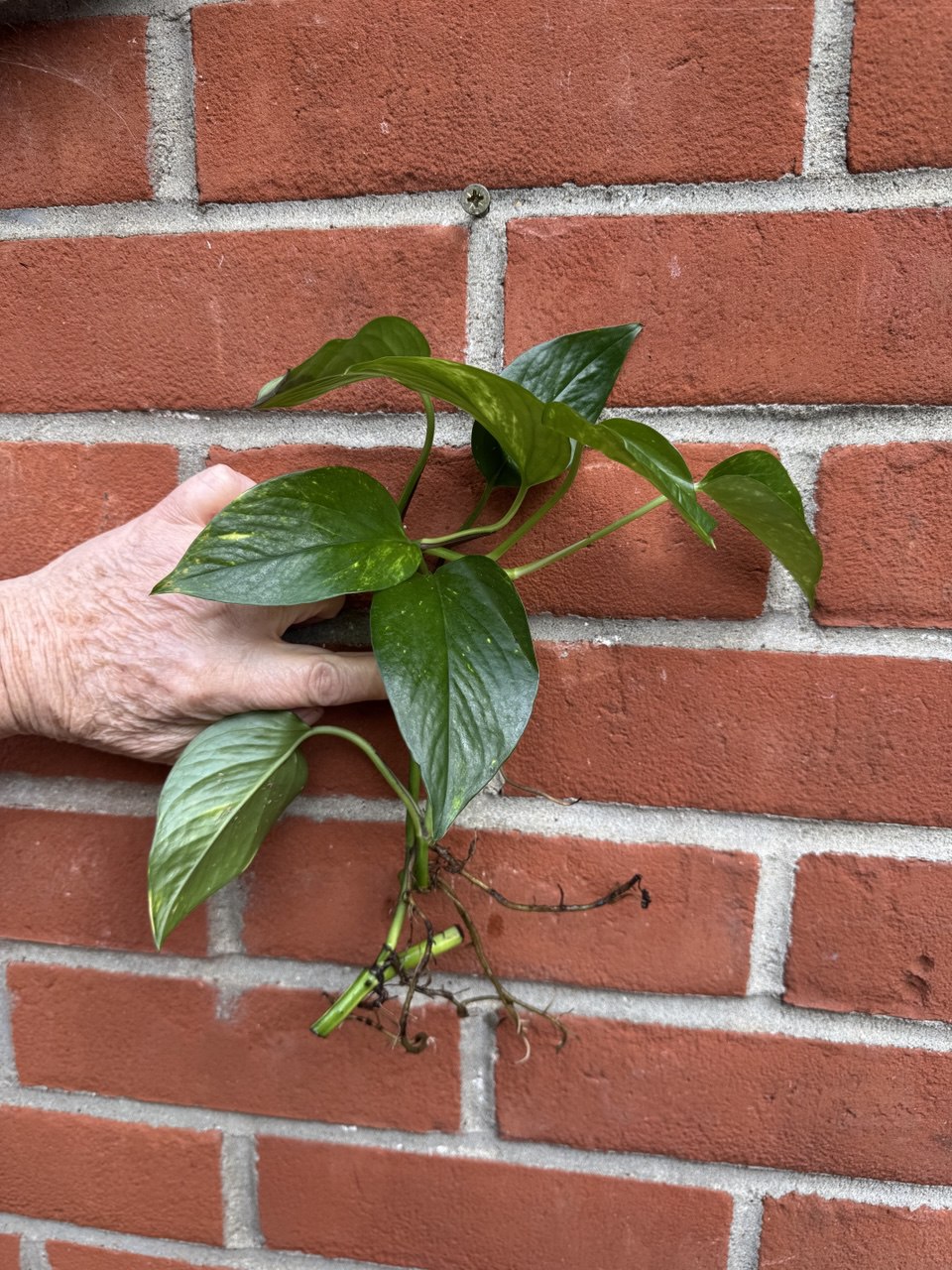Golden Pothos House Plant 1 x Bare well rooted plant