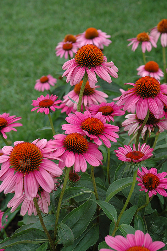 Purple Coneflower Echinacea Purpurea Ruby Star 6 x Plug Plants