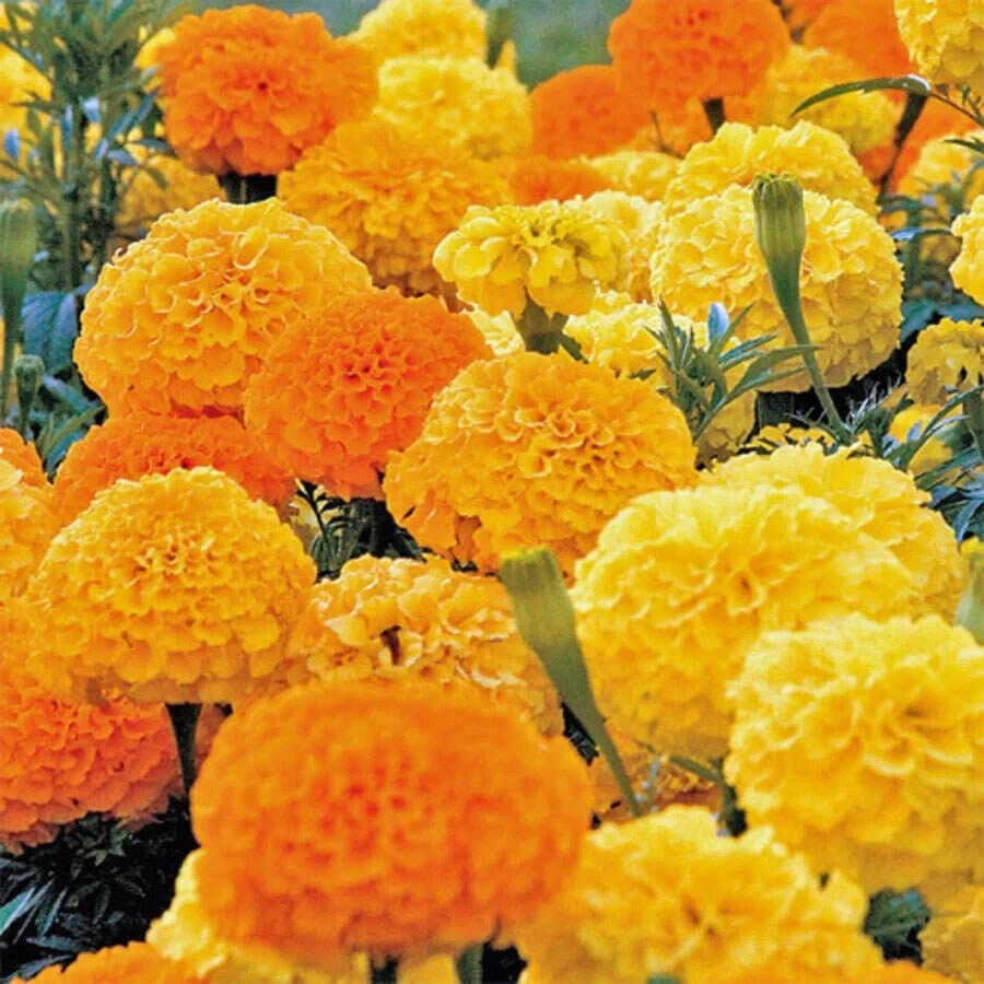 Marigold 'African Crackerjack Mixed' 6 x Plug Plants - Mixed Colours