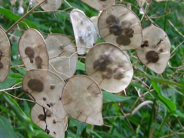 Lunaria Mixed 'Honesty' 3 x Plug Plants