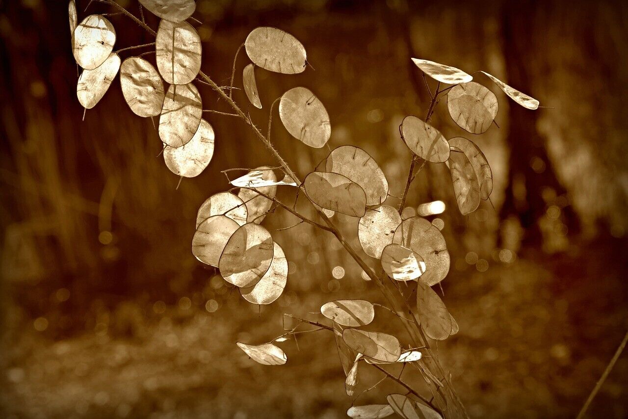 Lunaria Mixed 'Honesty' 3 x Plug Plants