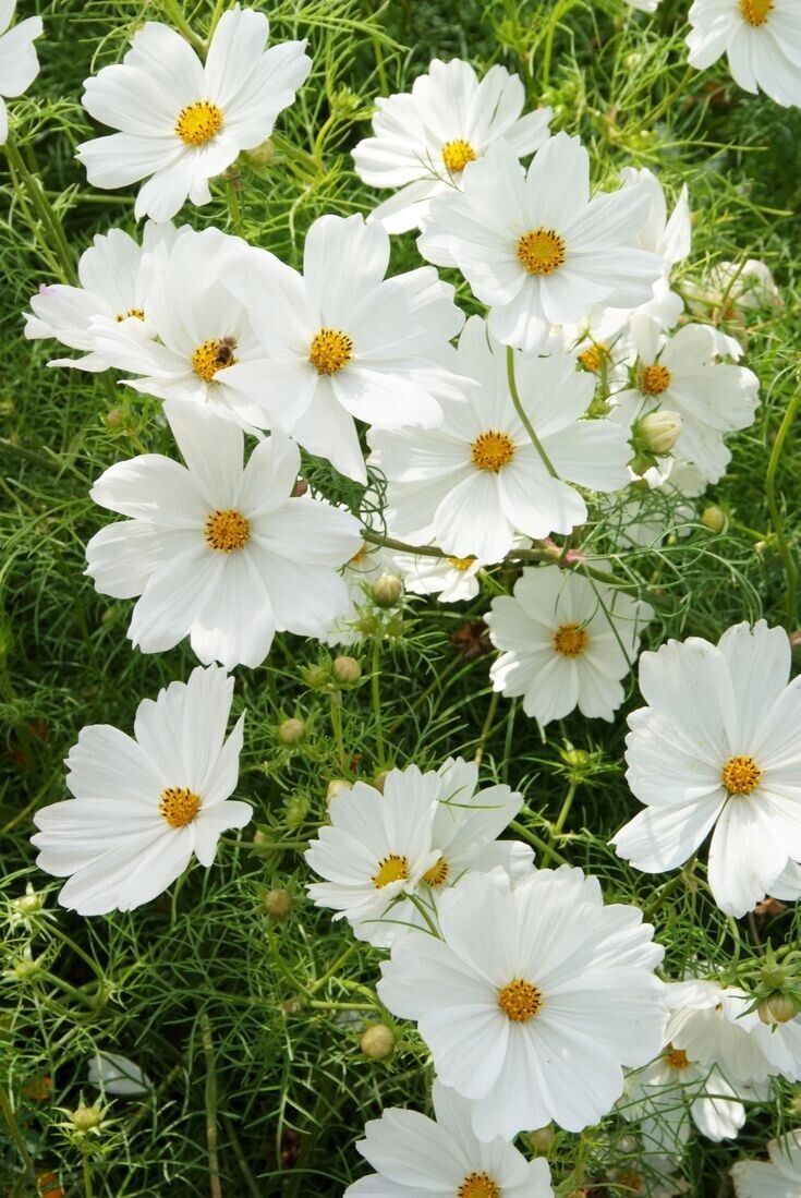 Cosmos 'Purity' 6 x Plug Plants - Beautiful flowers in white
