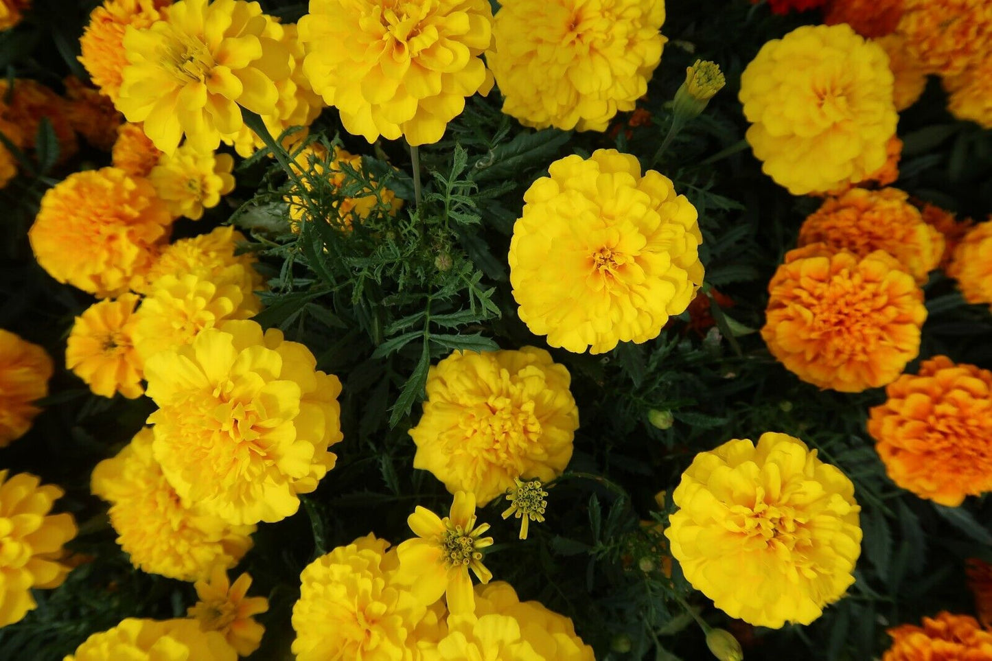 Marigold 'African Crackerjack Mixed' 6 x Plug Plants - Mixed Colours
