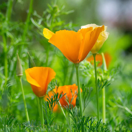Californian Poppy Flower