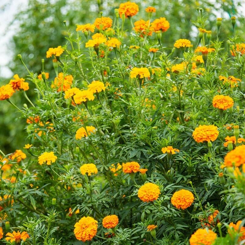 Marigold 'African Crackerjack Mixed' 6 x Plug Plants - Mixed Colours