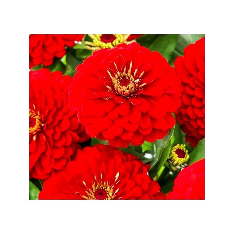 Zinnia Scarlet Flame 6 x Plug Plants - Beautiful shade of Red