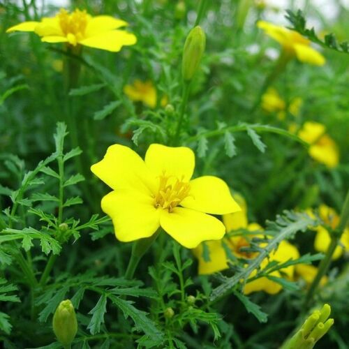 Tagetes 'Lemon Gem' 6 x Plug Plants - Yellow flowers with lemon fragrance