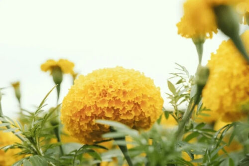 Marigold 'African Crackerjack Mixed' 6 x Plug Plants - Mixed Colours