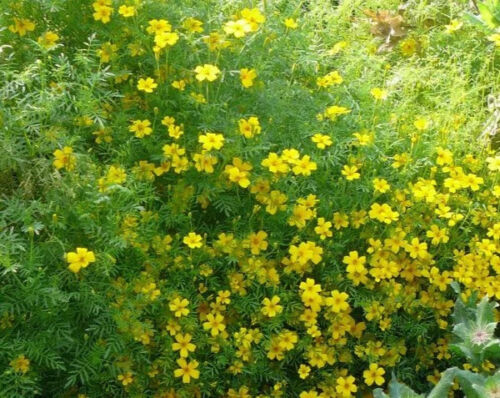Tagetes 'Lemon Gem' 6 x Plug Plants - Yellow flowers with lemon fragrance