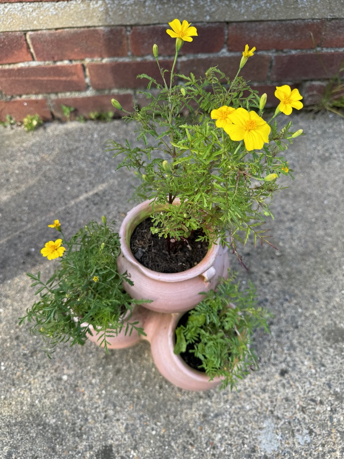 Tagetes 'Lemon Gem' 6 x Plug Plants - Yellow flowers with lemon fragrance