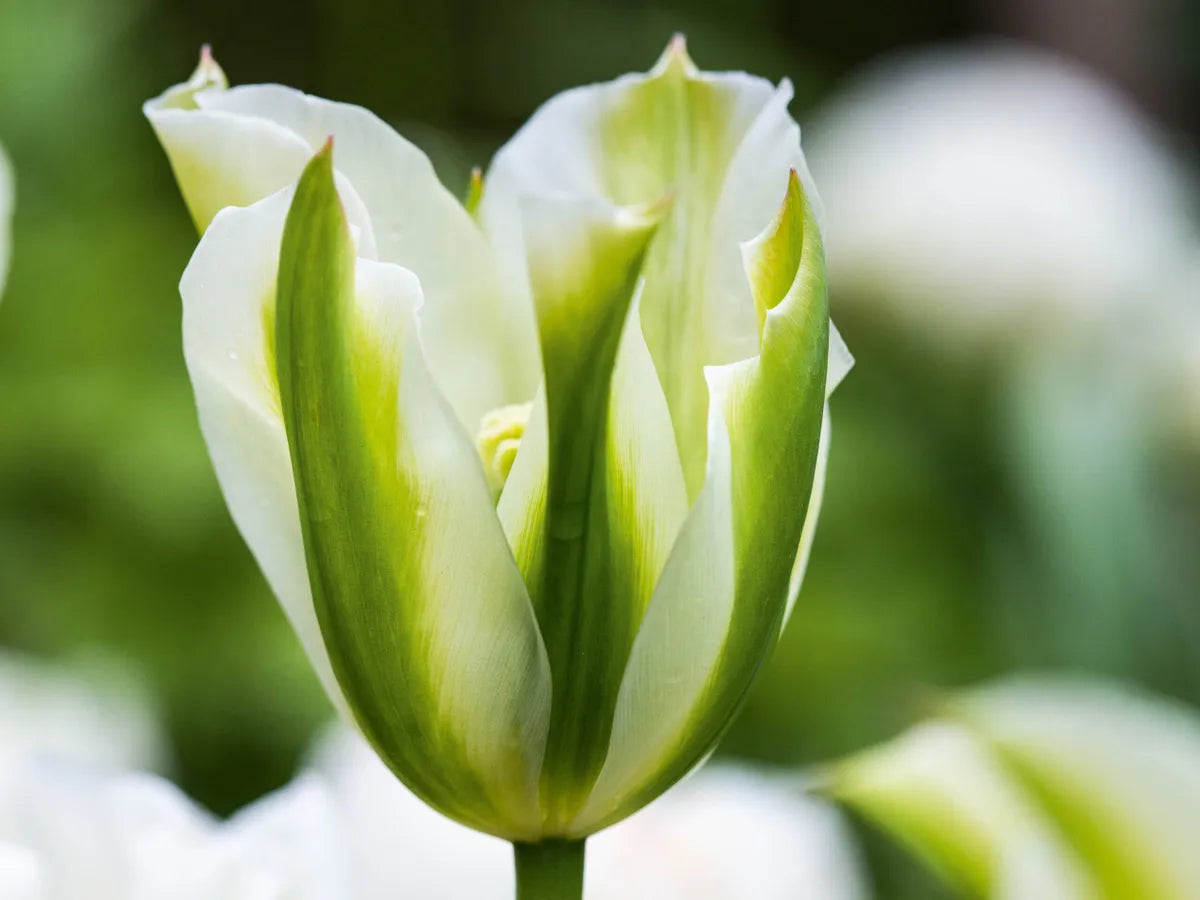 Tulip 'Viridiflora Formosa' 20 x Bulbs - Spring Flowering Bulbs - Beautiful Green and Yellow Flowers - Size 11/12