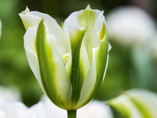 Tulip 'Viridiflora Formosa' 20 x Bulbs - Spring Flowering Bulbs - Beautiful Green and Yellow Flowers - Size 11/12