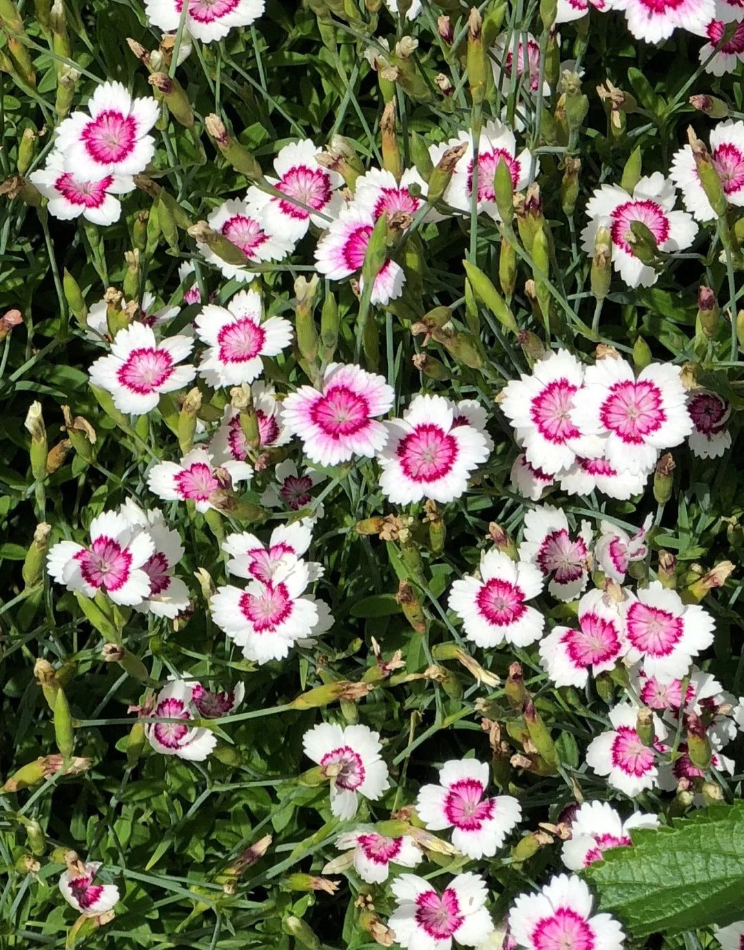 Dianthus deltoides 'Arctic Fire' 6 x Plug Plants