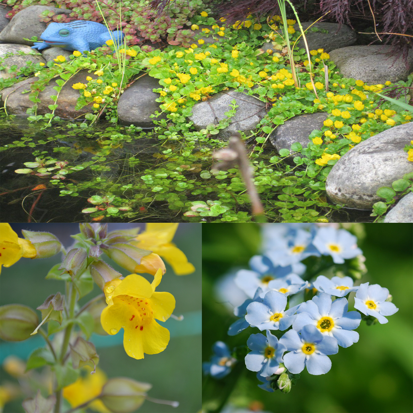 Aquatic Plant Pack - 6 x Aquatic Marginal Plants - (2 of Each Variety)