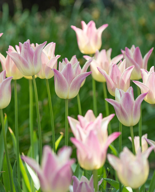 Tulip 'Elegant Lady' 10 x Bulbs - Spring Flowering Bulbs - Pink/White