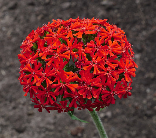 Maltese Cross 'Scarlet Red' 6 x Plug Plants