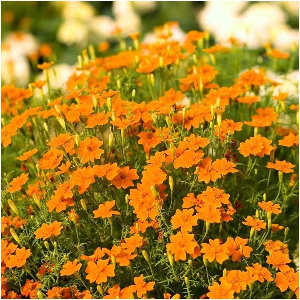 Marigold Tagetes 'Orange Gem' 6 x Plug Plants - Orange Flowers