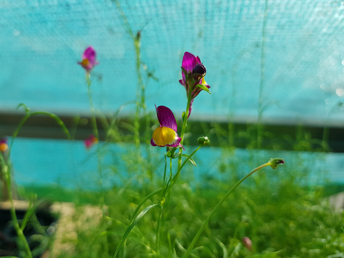 Baby Snapdragon Spanish Dancer 'Linaria reticulata' 6 x Plug Plants