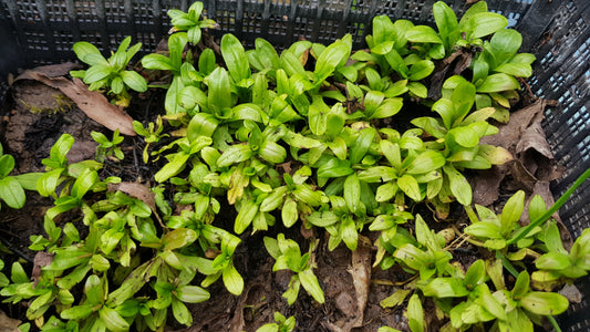 Water Forget-Me-Not Pond Plant 3 x Bare Rooted Aquatic Marginal