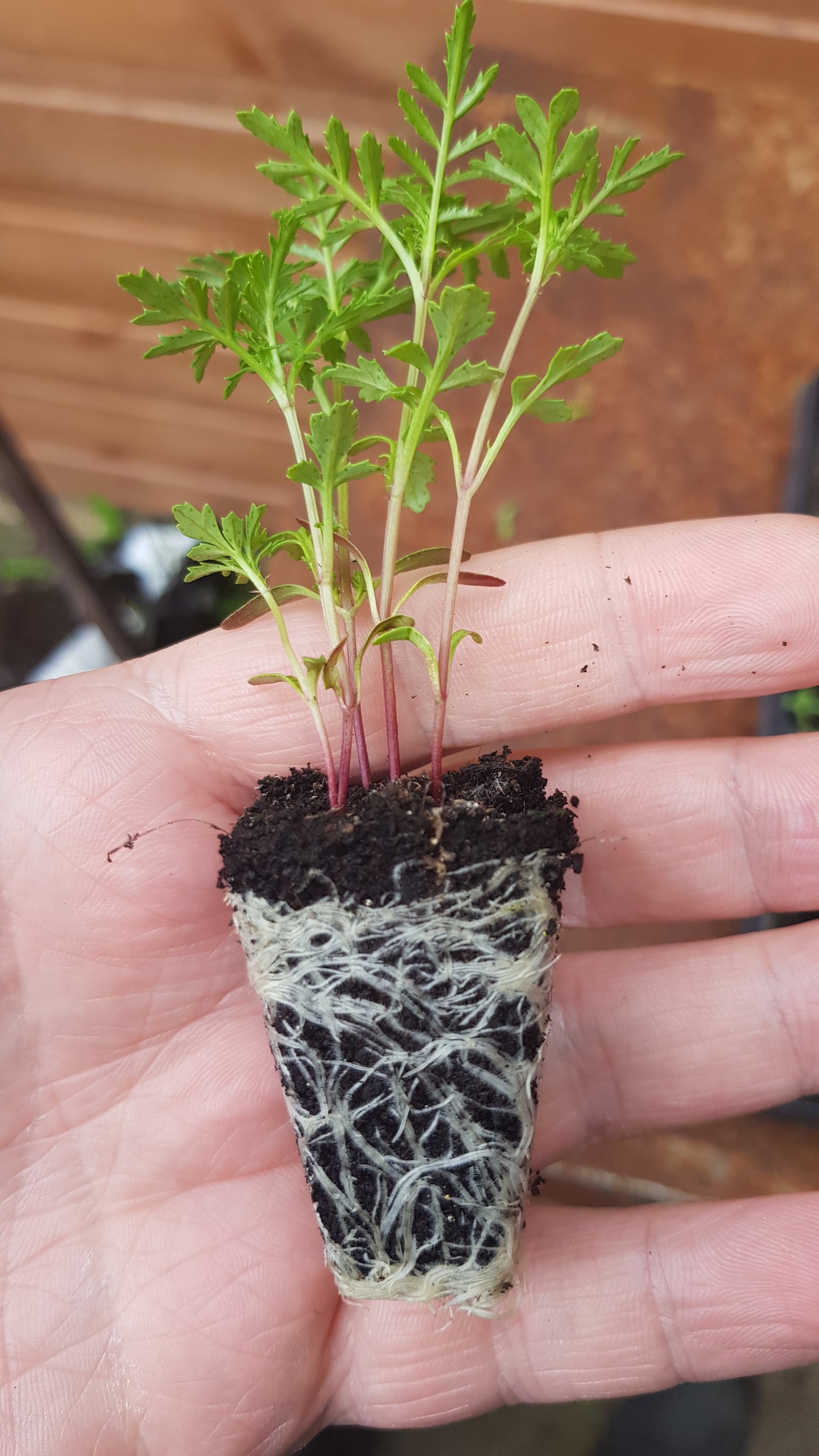 Marigold Tagetes 'Orange Gem' 6 x Plug Plants - Orange Flowers