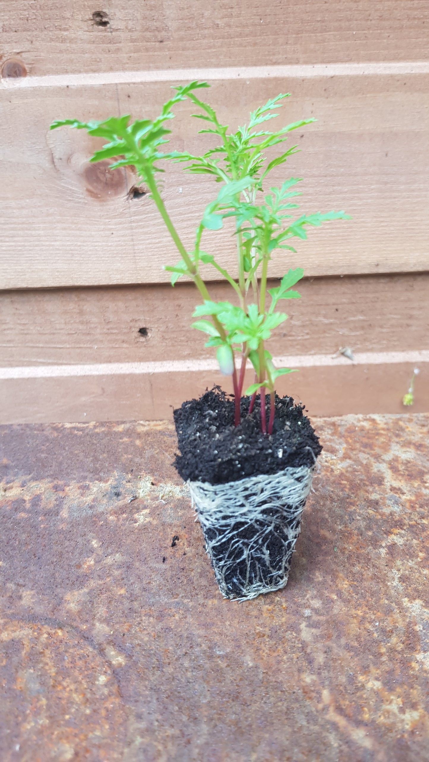 Tagetes 'Lemon Gem' 6 x Plug Plants - Yellow flowers with lemon fragrance