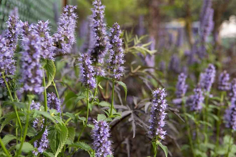 Giant Hyssop - Lavender Blue Mexicana 6 x Plug Plants