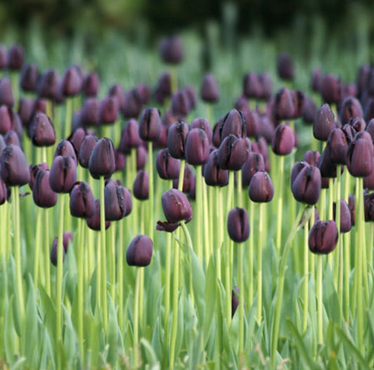 Tulip 'Queen Of Night' 10 x Bulbs - Spring Flowering Bulbs - Purple/Black