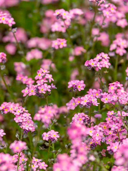 Forget-me-not Rose 'Myosotis Alpestris' 6 x Plug Plants