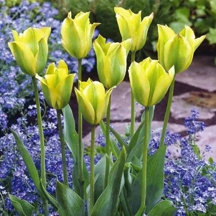 Tulip 'Viridiflora Formosa' 25 x Bulbs - Spring Flowering Bulbs - Beautiful Green and Yellow Flowers - Size 11/12