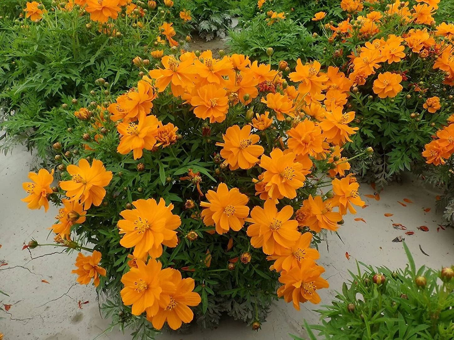 Cosmos 'Orange Carpet' 6 x Plug Plants