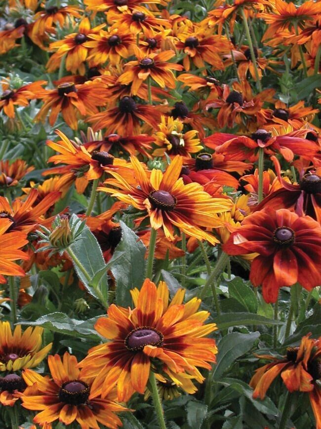 Rudbeckia Hirta 'Autumn Forest' 4 x Plug Plants