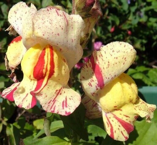 Snapdragon Brighton Rock Striped Mix 6 x Plug Plants