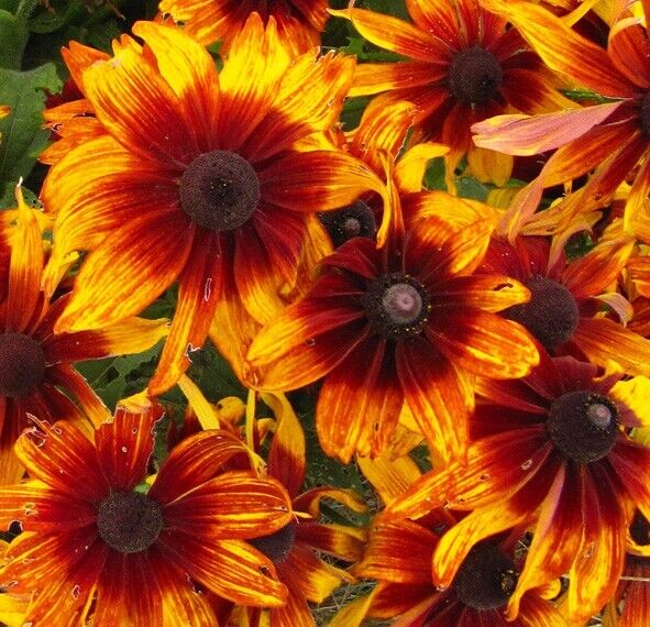 Rudbeckia Hirta 'Autumn Forest' 4 x Plug Plants