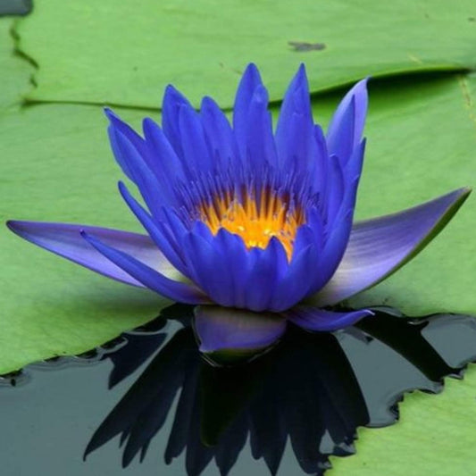 Tropical Water Lily Mixed 2 x Seedling