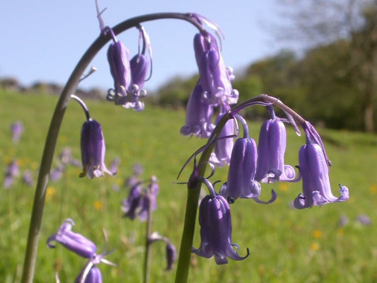 Bluebell Bulbs - Navalis Native bluebell 25 x Bulbs
