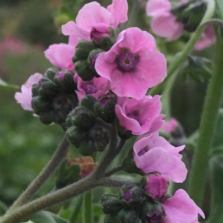 Chinese Forget-me-not - Beautiful pink flowers x 6 plugs