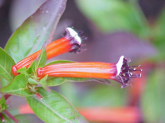 Cigar House Plant  - 6 x Plug Plant