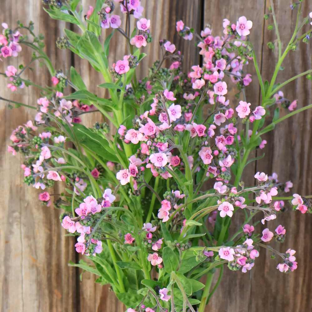 Chinese Forget-me-not - Beautiful pink flowers x 6 plugs