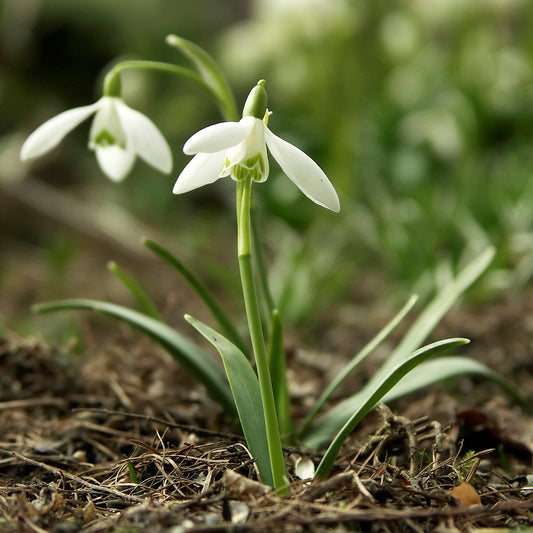 Snowdrop - Galanthus x 10 bulbs - SPRING FLOWERS