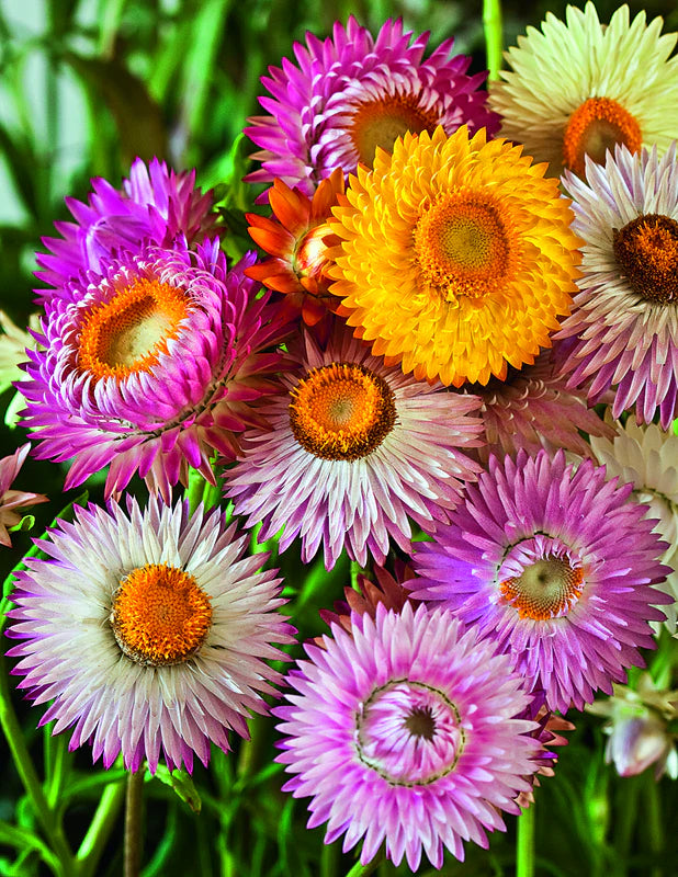 Strawflower Swiss Giant Mix ‘Helichrysum Bracteatum’ - 3 x Plug Plants