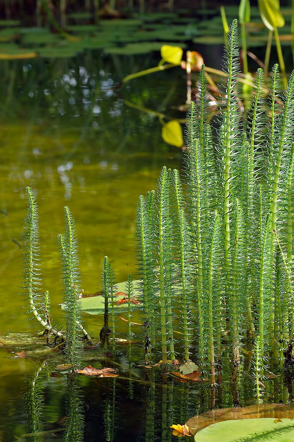 Mare's Tail 'Hippuris vulgaris' - 4 x rooted cuttings