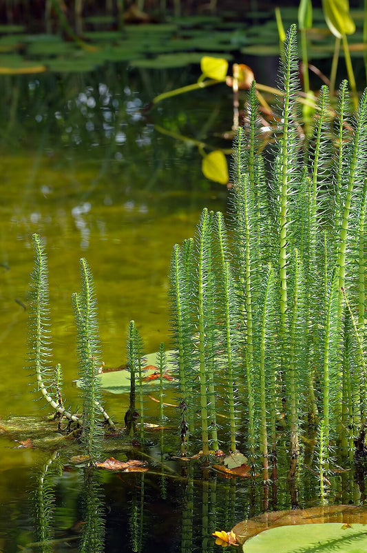 Mare's Tail 'Hippuris vulgaris' - 4 x rooted cuttings