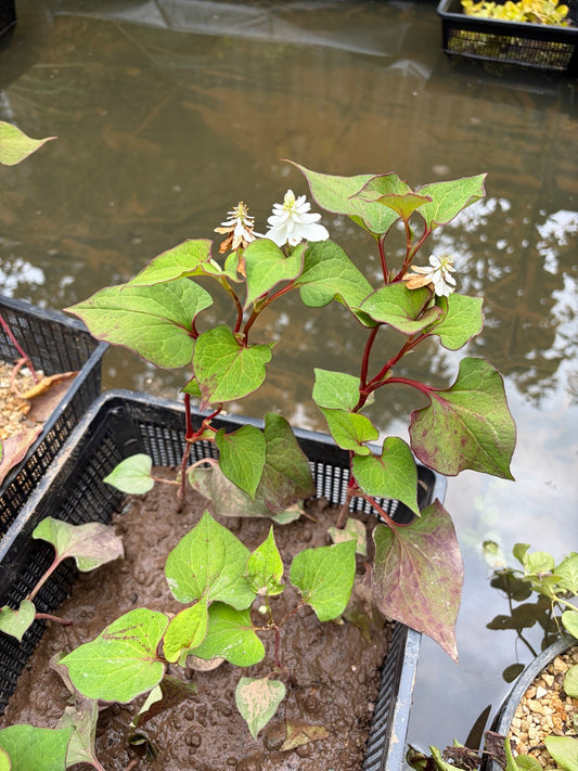 Orange Peel Plant -  (Houttuynia Cordata) Scented