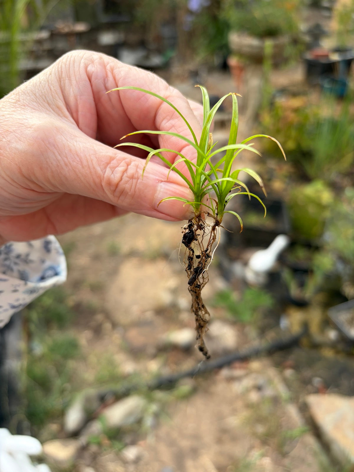 Umbrella Plant 'Cyperus alternifolius' 3 x Bare Rooted Plant