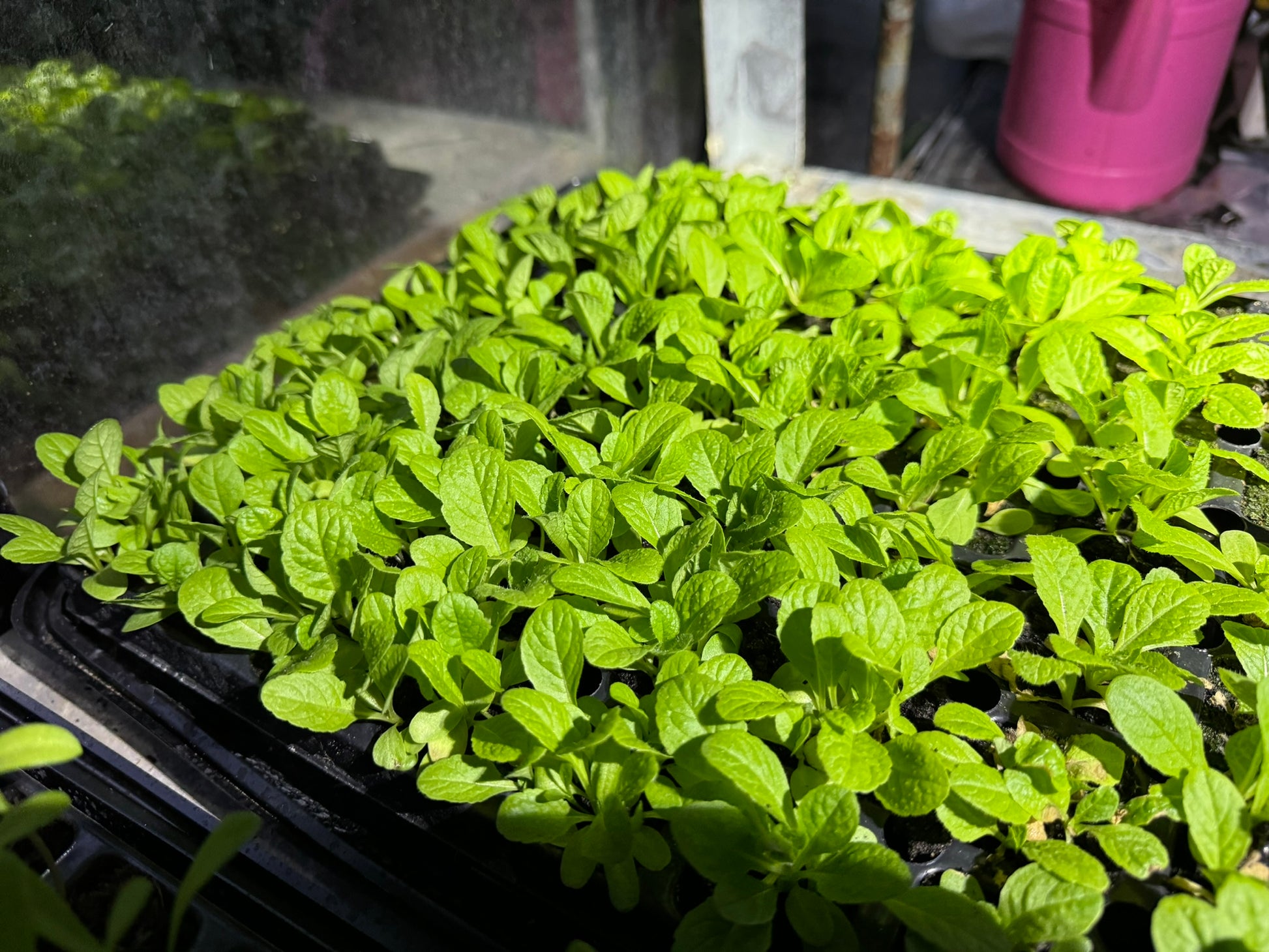 Tray of Wild Teasel Plug Plants