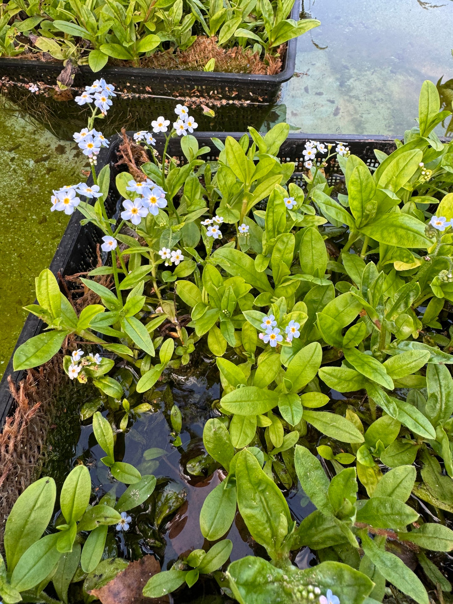 Water Forget-Me-Not Pond Plant 3 x Cuttings Aquatic Marginal