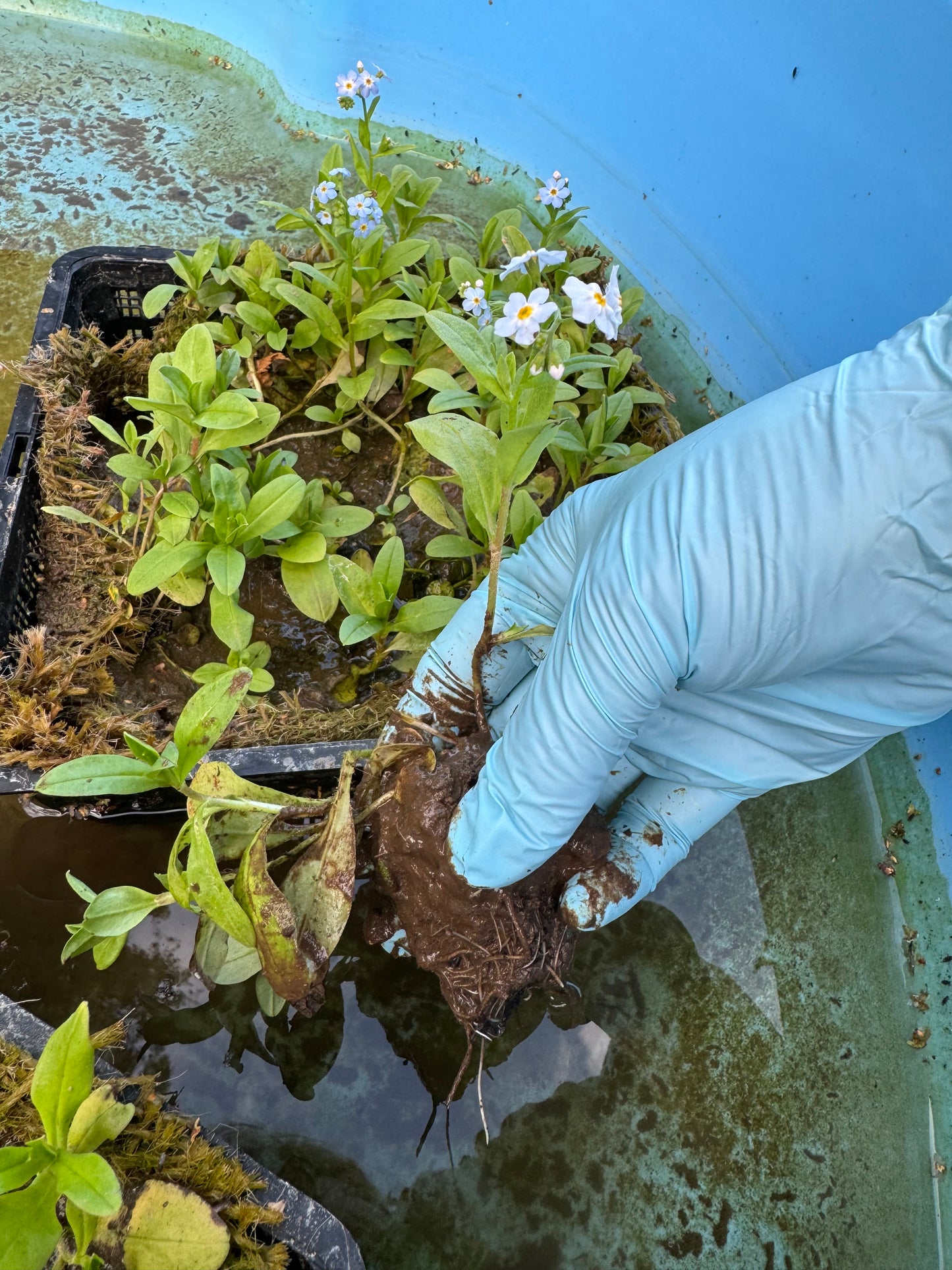 Water Forget-Me-Not Pond Plant 3 x Cuttings Aquatic Marginal