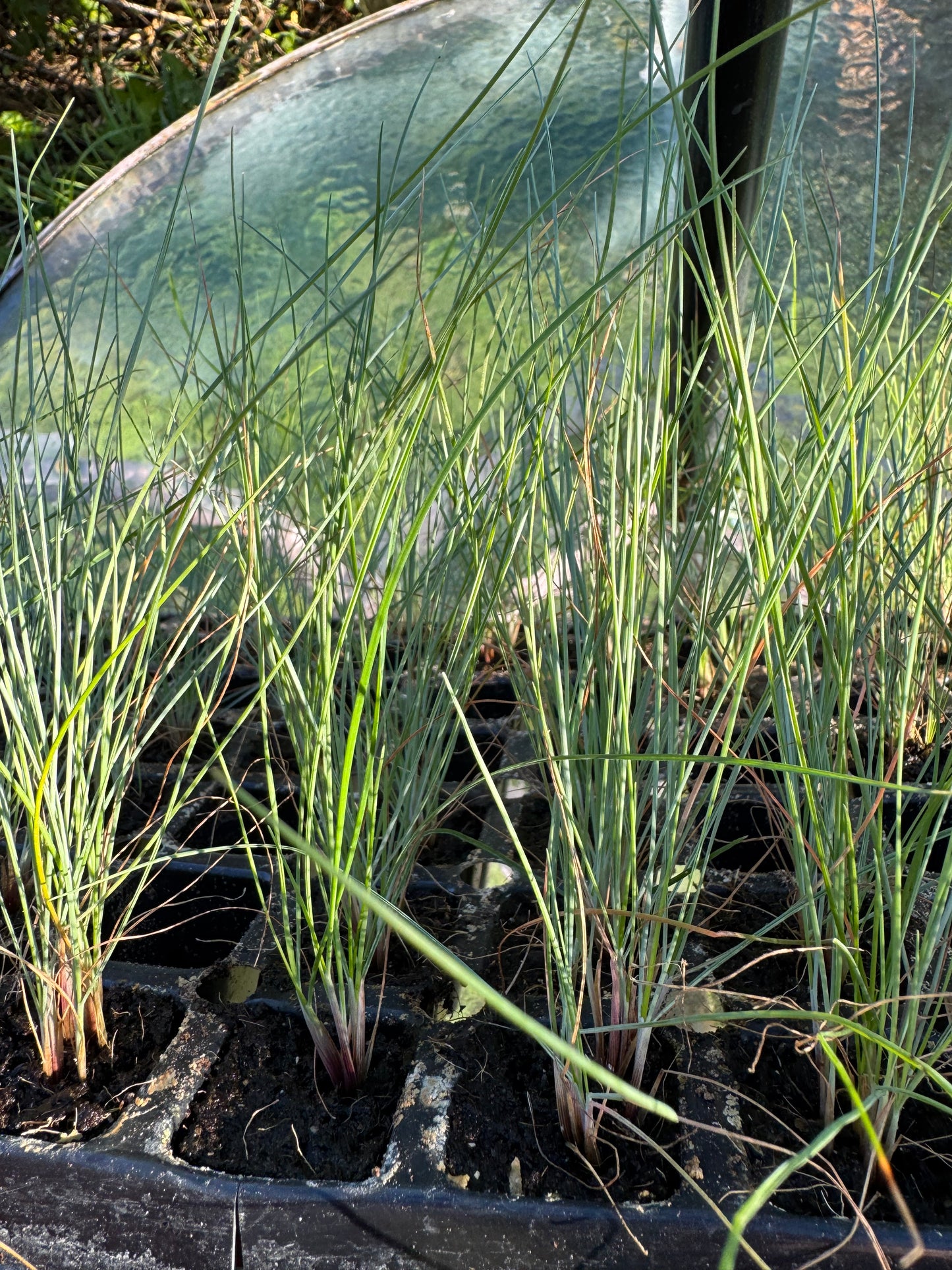 Blue Fescue 'Festuca glauca' 6 x Plug Plants